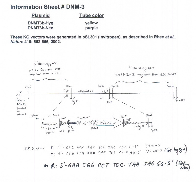 DNMT3b KO Neo质粒图谱
